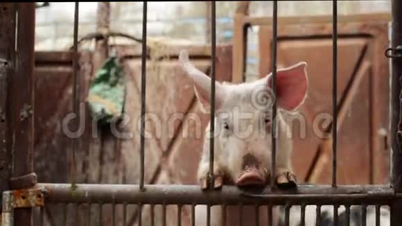 饲养动物场稳定的幼猪视频的预览图