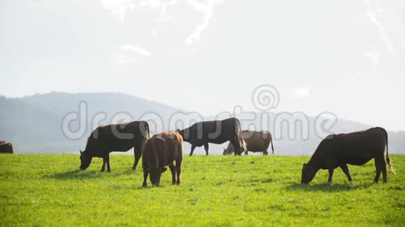 牛在新西兰的一个山谷里放牧视频的预览图