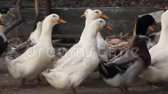 农场里的白色和斑驳的鸭子一个小农场视频的预览图