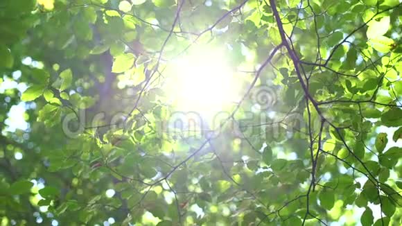森林树和绿叶在阳光下发光视频的预览图