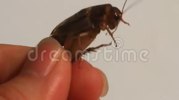 白色背景的蟋蟀视频的预览图