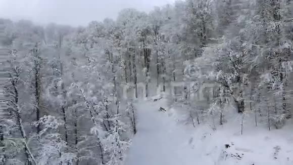 美丽的雪覆盖着群山中的树木视频的预览图