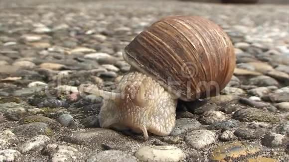 大蜗牛爬在水泥人行道上视频的预览图