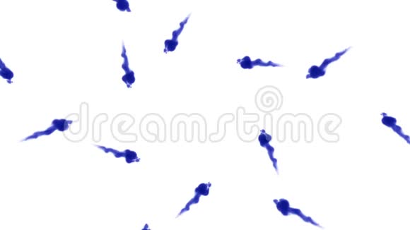 大量的孤立的蓝色墨水注入颜色在水中卷曲在缓慢的运动中拍摄使用inky背景或视频的预览图