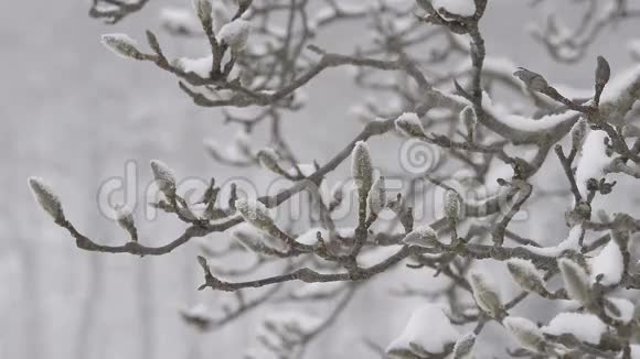 冬树降雪在东京日本视频的预览图