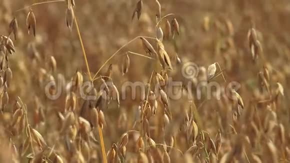 谷物田粮燕麦视频的预览图