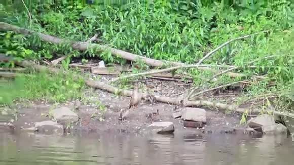 水上的小鸭子俄罗斯埃卡捷琳堡视频的预览图
