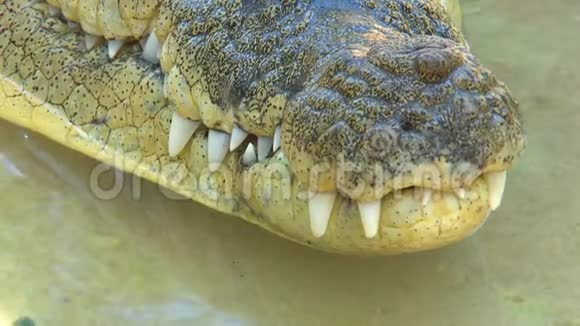 鳄鱼嘴和牙齿视频的预览图