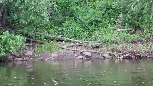 水鸭和小鸭子俄罗斯埃卡捷琳堡视频的预览图