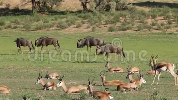 春羚羚羊和蓝角羚视频的预览图