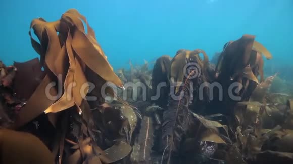 俄罗斯巴伦支海阳光反射下的海藻视频的预览图