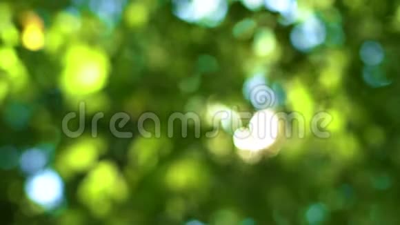 森林树和绿叶在阳光下发光视频的预览图