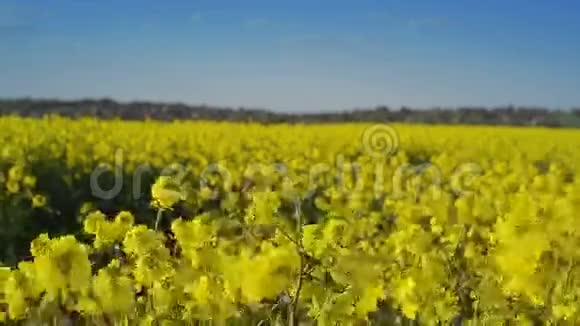 栽培农业用油菜花作物保护农业技术理念视频的预览图