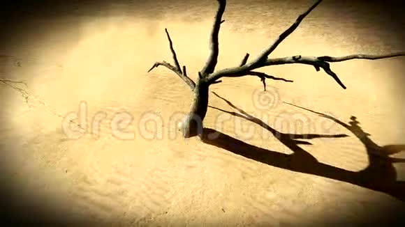 沙漠中的死树视频的预览图
