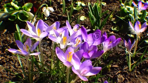 花园里美丽的春番红花和加兰多视频的预览图