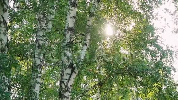明亮的下午在森林阳光与镜头耀斑在缓慢的运动1920x1080视频的预览图