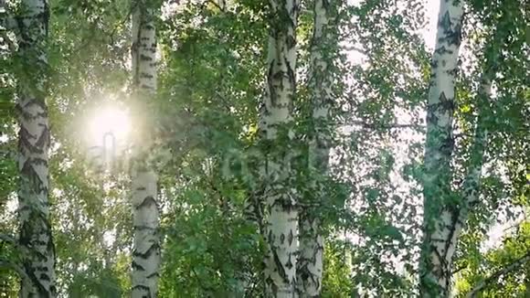 明亮的下午在森林阳光与镜头耀斑在缓慢的运动1920x1080视频的预览图