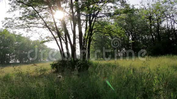 阳光下的乡村景观视频的预览图