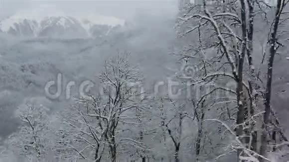 美丽的雪覆盖着群山中的树木视频的预览图