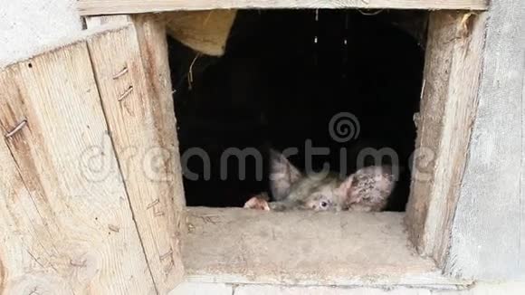 猪从棚子的窗户往外看视频的预览图