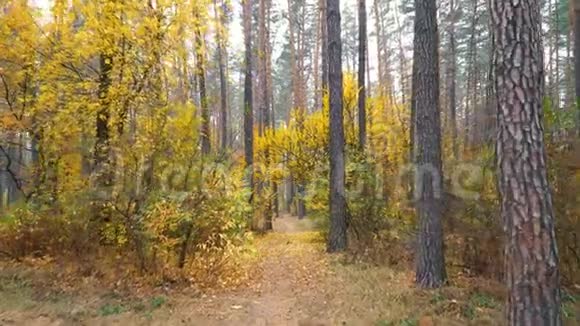 秋天森林背景运动凸轮视频的预览图