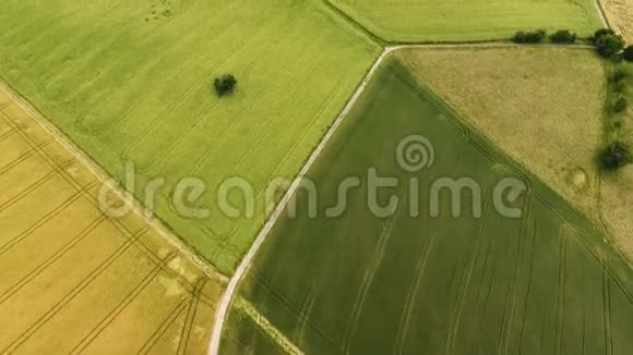 鸟瞰玉米地视频的预览图