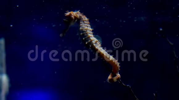 水族馆里的海马视频的预览图