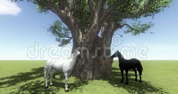 大树下的4K白马和黑马蝴蝶和鸟飞白驹宠物视频的预览图