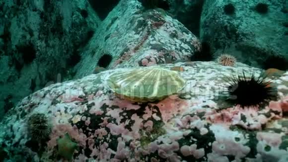 海底岩石中的鳞片和海胆视频的预览图