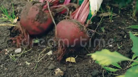 农夫从地上收割一棵红甜菜视频的预览图