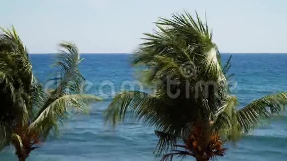 棕榈树和蓝天视频的预览图
