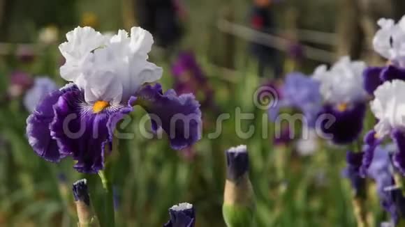 美丽的紫色和白色的虹膜在花园里随风移动4KUHD视频镜头静态摄像机视频的预览图