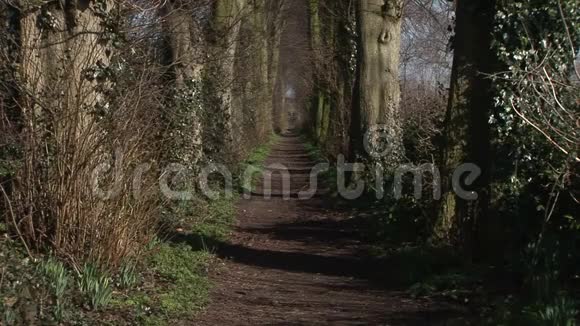 英格兰乡村车道的树木大道视频的预览图