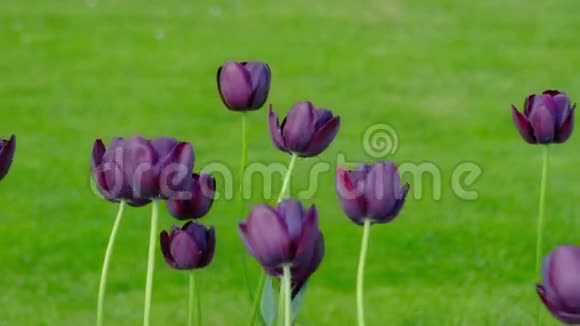 深紫色的郁金香在风中摇曳视频的预览图