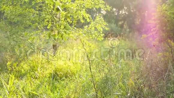 明亮的下午在森林模糊的背景和阳光与镜头耀斑在缓慢的运动1920x1080视频的预览图