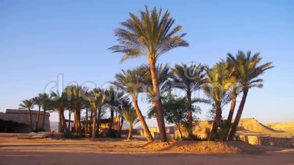 沙漠背景下的热带棕榈树视频的预览图
