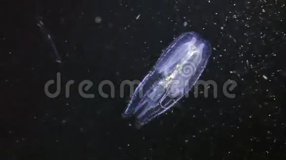 在红海的水下发光水母视频的预览图