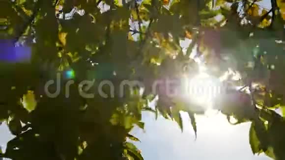 黄秋叶在阳光的照耀下随风摇曳视频的预览图