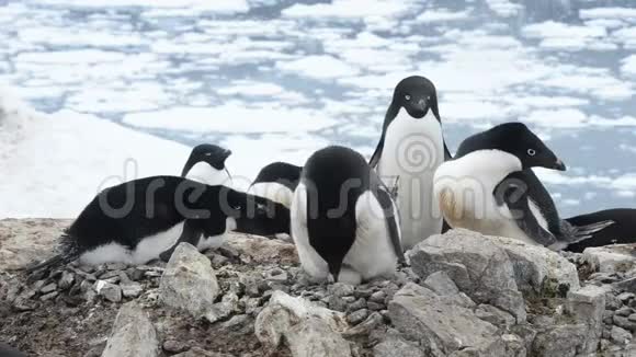 阿黛丽企鹅巢穴视频的预览图