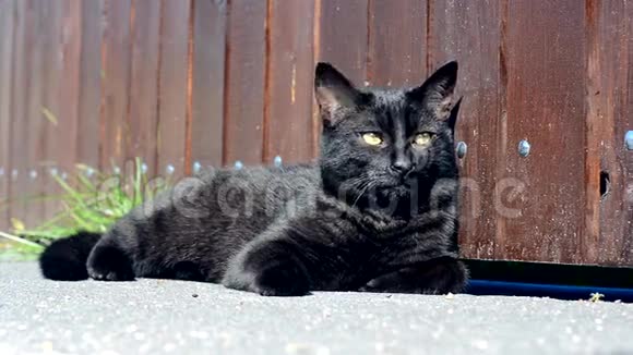 街上的黑猫视频的预览图