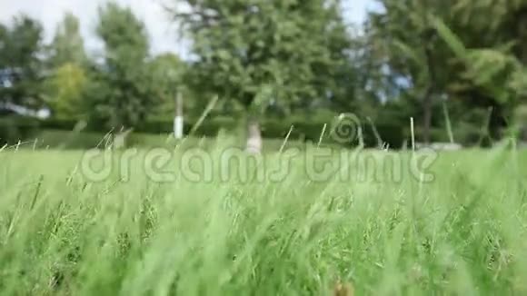 风在田野里摇着绿草在树上摇视频的预览图
