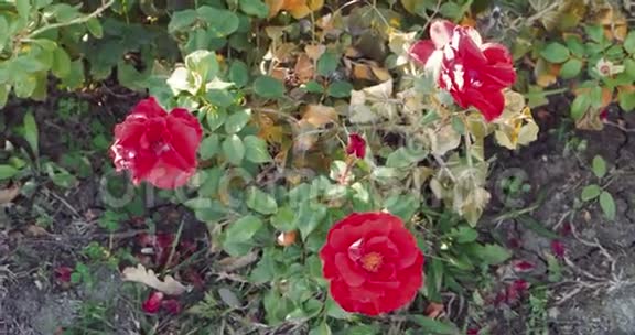花园里美丽的玫瑰一套脚架视频的预览图