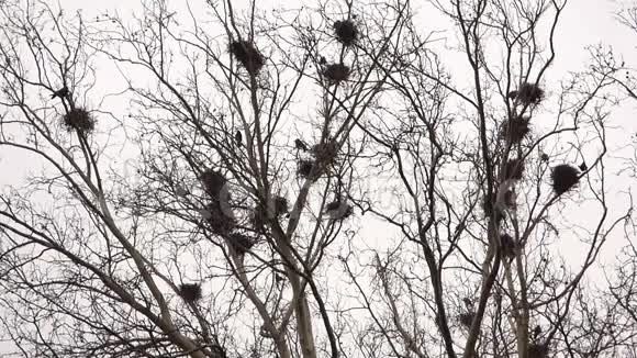 成群结队地在树上筑巢视频的预览图