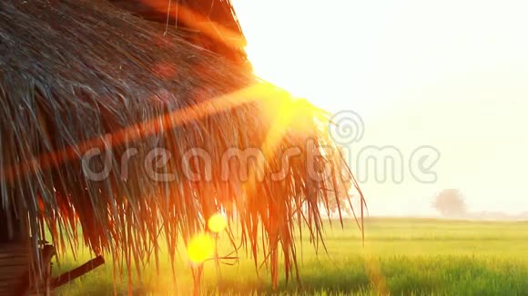 倾斜镜头稻田里的小农场小屋视频的预览图
