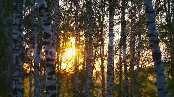 夏天森林里的桦树在美丽的日落中在缓慢的运动中1920x1080视频的预览图