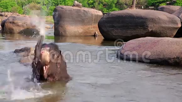 HAMPIINDIA2013年4月大象在河中洗澡视频的预览图