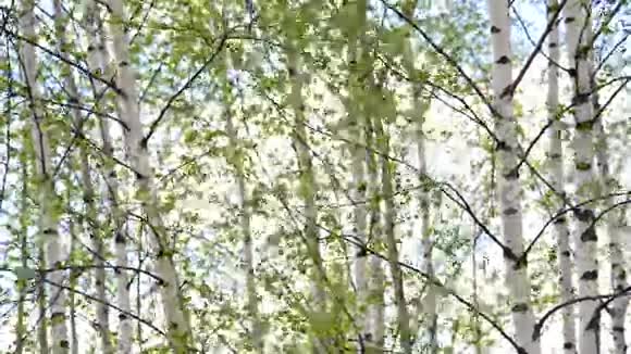 早春的桦树林视频的预览图