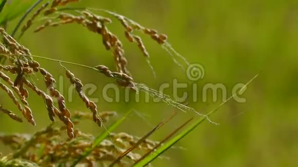水稻种植背景颜色优美视频的预览图