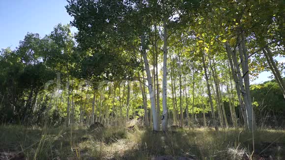 白杨树森林的多利镜头视频的预览图