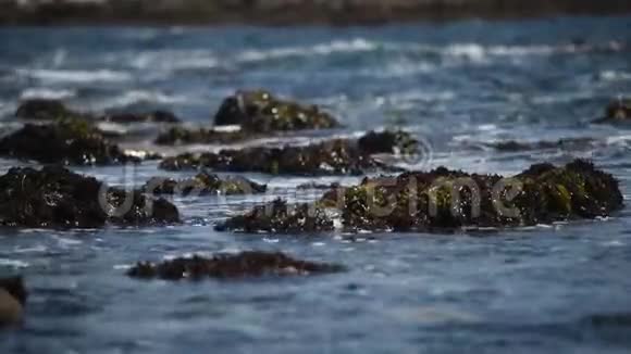 美丽的海景岩石海岸许多海鸥视频的预览图